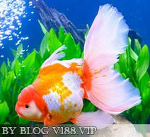 linux下c++编程环境搭建,运行过程以及调试